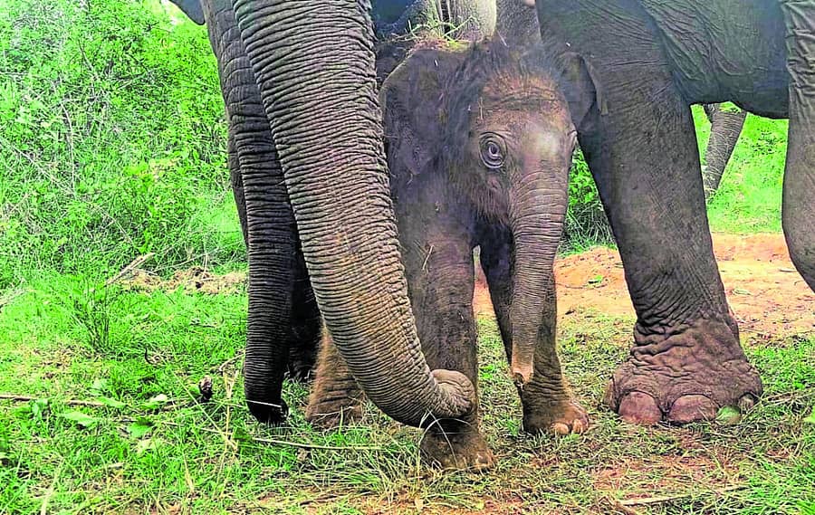 ಬನ್ನೇರುಘಟ್ಟ ಜೈವಿಕ ಉದ್ಯಾನದಲ್ಲಿ ಆನೆ ಸುವರ್ಣಳಿಗೆ ಜನಿಸಿರುವ ಹೆಣ್ಣು ಮರಿ