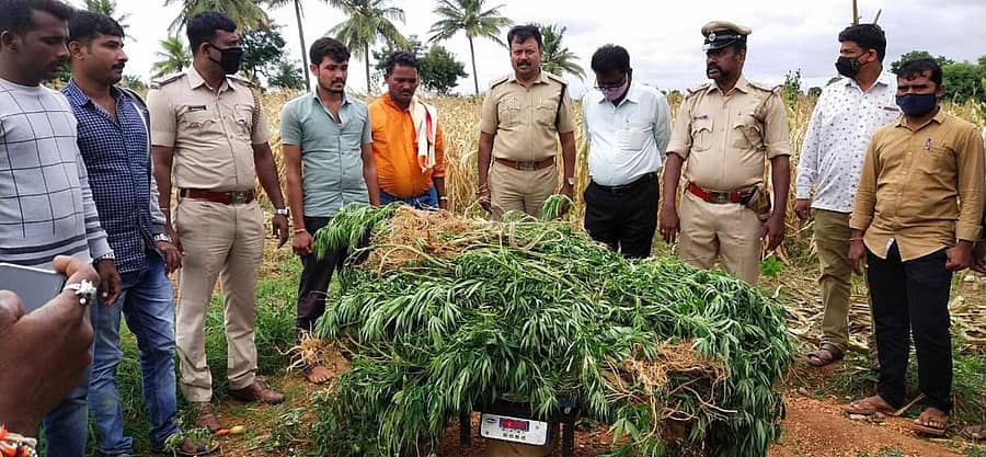 ನಾಯಕನಹಟ್ಟಿ ಸಮೀಪದ ಎನ್.ದೇವರಹಳ್ಳಿ ಗ್ರಾಮದಲ್ಲಿ ಬೆಳೆದಿದ್ದ 45 ಕೆ.ಜಿ ಹಸಿ ಗಾಂಜಾವನ್ನು ಗುರುವಾರ ಪೊಲೀಸರು ವಶಕ್ಕೆ ಪಡೆದಿದರು.