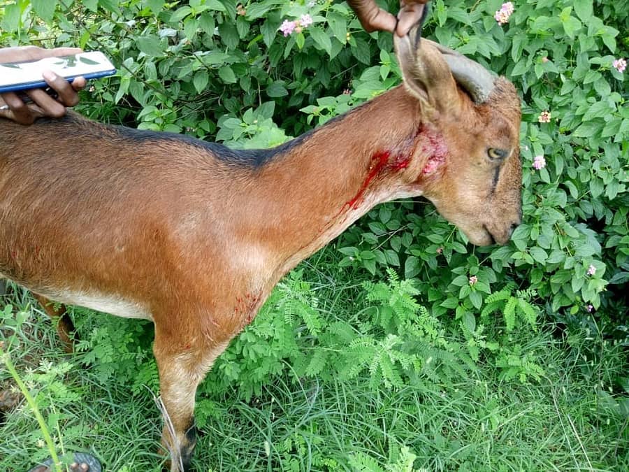 ಮೊಟ್ಲೂರು ಗ್ರಾಮದಲ್ಲಿ ಇತ್ತೀಚೆಗೆ ಚಿರತೆ ದಾಳಿಯಿಂದ ಗಾಯಗೊಂಡ ಮೇಕೆ