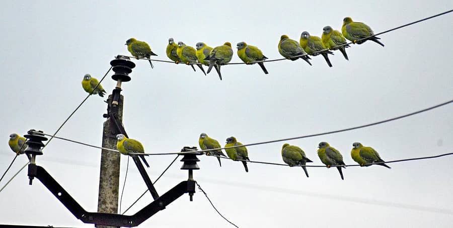 ರಾಣೆಬೆನ್ನೂರಿನಲ್ಲಿ ಕಲಾವಿದ ನಾಮದೇವ ಕಾಗದಗಾರ ಅವರು ಕ್ಲಿಕ್ಕಿಸಿರುವ ಹಳದಿ ಕಾಲಿನ ಹಸಿರು ಪಾರಿವಾಳಗಳು