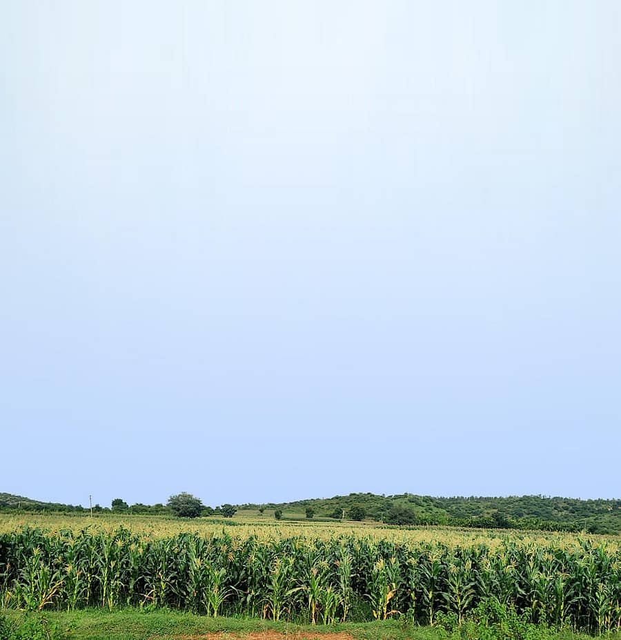 ಹೊಳಲ್ಕೆರೆ ತಾಲ್ಲೂಕಿನ ಹೊಲವೊಂದರಲ್ಲಿ ಸಮೃದ್ಧವಾಗಿ ಬೆಳೆದಿರುವ ಮೆಕ್ಕೆಜೋಳದ ಬೆಳೆ