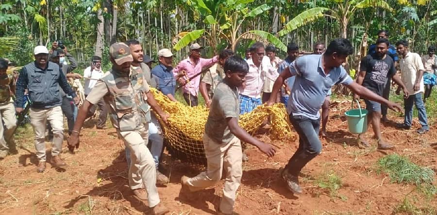 ಗುಬ್ಬಿ ತಾಲ್ಲೂಕು ಮುದ್ದುಪುರ ಗ್ರಾಮದಲ್ಲಿ ಕರಡಿ ಸೆರೆ ಹಿಡಿಯಲಾಯಿತು