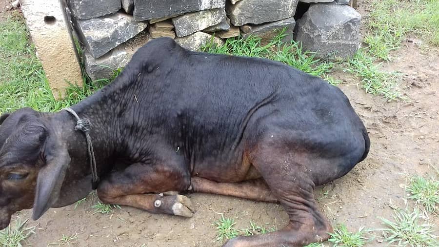 ಲಿಂಪಿಸ್ಕಿನ್‌ ರೋಗ ಕಾಣಿಸಿಕೊಂಡ ಜಾನುವಾರು ಚರ್ಮದ ಮೇಲೆ ಗಂಟುಗಳು ಆಗಿರುವುದು