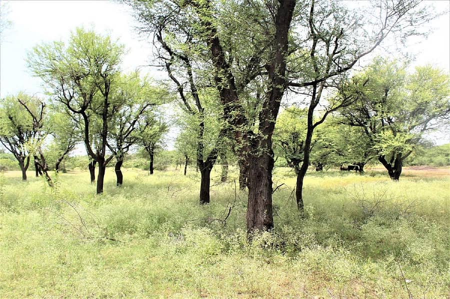 ಕೊಡಿಗೇನಹಳ್ಳಿ ಹೋಬಳಿ ಚಿಕ್ಕಮಾಲೂರು ಗ್ರಾಮದ ಕೆರೆಯಲ್ಲಿ ಬೆಳೆದು ನಿಂತಿರುವ ಜಾಲಿಮರಗಳು
