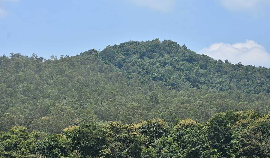 ಜಿಲ್ಲೆಯ ಅರಣ್ಯ