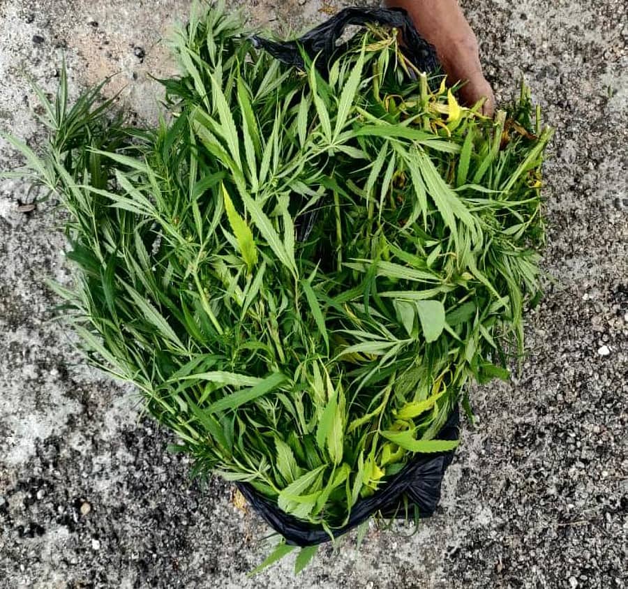 ಬಿಡದಿಯಲ್ಲಿ ಪೊಲೀಸರು ಈಚೆಗೆ ವಶಪಡಿಸಿಕೊಂಡ ಗಾಂಜಾ ಸೊಪ್ಪು