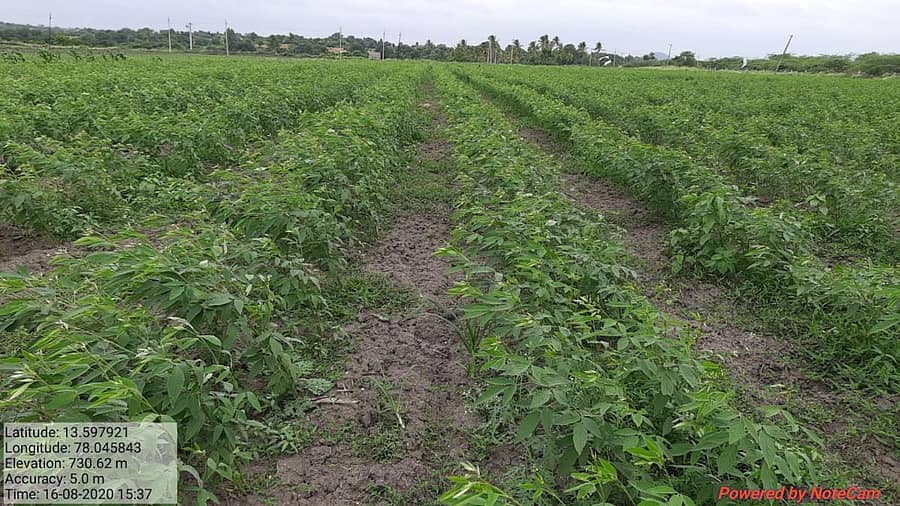 ಚಿಂತಾಮಣಿ ತಾಲ್ಲೂಕಿನ ಹೊಲದಲ್ಲಿ ನಳ ನಳಿಸುತ್ತಿರುವ ತೊಗರಿ ಬೆಳೆ.