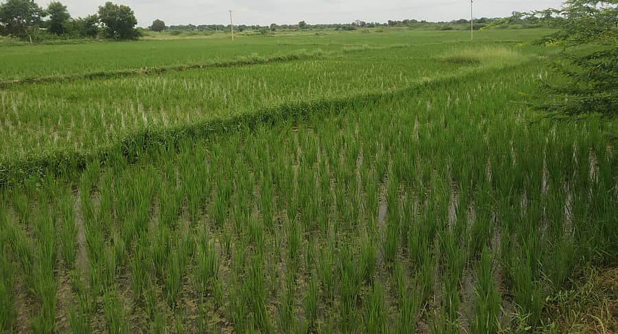 ಶಹಾಪುರ ತಾಲ್ಲೂಕಿನ ಹತ್ತಿಗೂಡೂರ ಗ್ರಾಮದ ಬಳಿ ಬೆಳೆದ ಭತ್ತ