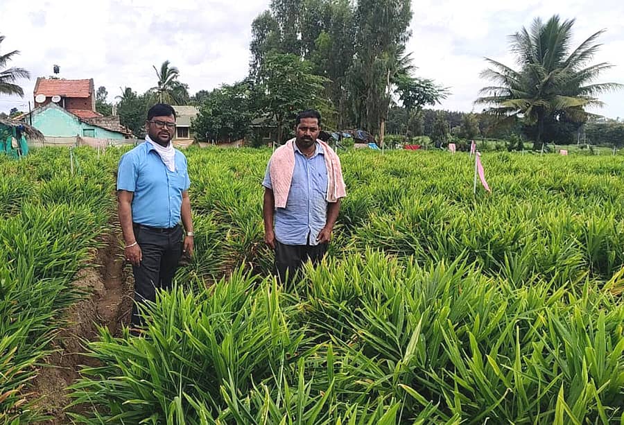 ಹುಣಸೂರು ತಾಲ್ಲೂಕಿನ ಹನಗೋಡು ಹೋಬಳಿ ಭರತವಾಡಿಯಲ್ಲಿ ಶುಂಠಿ ಬೆಳೆಯೊಂದಿಗೆ ರೈತ ಚಿಕ್ಕಣ್ಣ (ಬಲಬದಿ)
