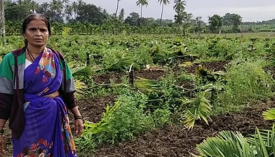 ದುಷ್ಕರ್ಮಿಗಳಿಗೆ ತುತ್ತಾಗಿದ್ದ ಅಡಿಕೆ ಸಸಿ