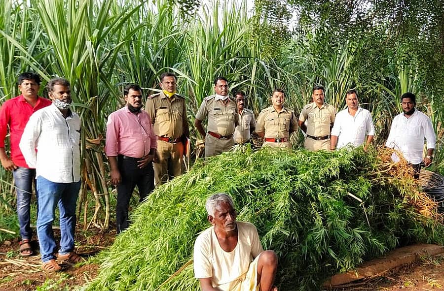 ಹುಮನಾಬಾದ್‌ ತಾಲ್ಲೂಕಿನ ದುಬಲಗುಂಡಿ ಗ್ರಾಮದ ಕಬ್ಬಿನ ಹೊಲದಲ್ಲಿ ಬೆಳೆದಿದ್ದ ಗಾಂಜಾ ಗಿಡಗಳೊಂದಿಗೆ ಆರೋಪಿಯನ್ನು ವಶಪಡಿಸಿಕೊಂಡಿರುವ ಪೊಲೀಸರು