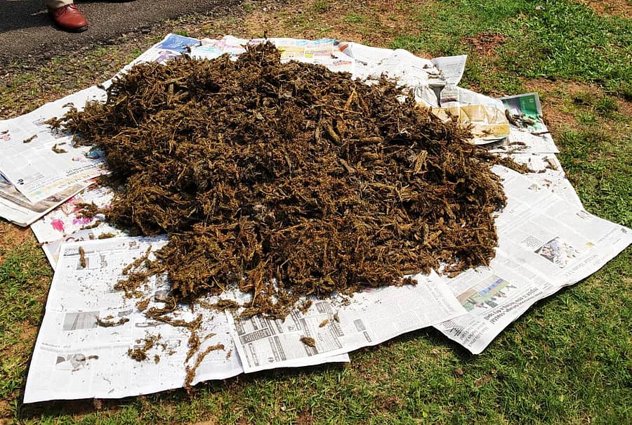 ಗಾಂಜಾ (ಸಂಗ್ರಹ ಚಿತ್ರ)