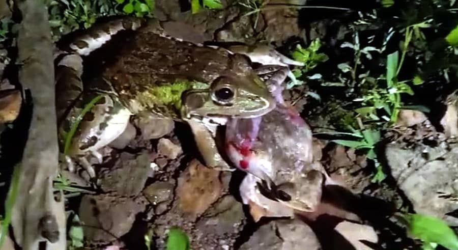 ಕಾರವಾರ ತಾಲ್ಲೂಕಿನ ಕಡವಾಡದಲ್ಲಿ ಕಪ್ಪೆಯೊಂದನ್ನು ದೊಡ್ಡ ಕಪ್ಪೆ ನುಂಗುತ್ತಿರುವುದು