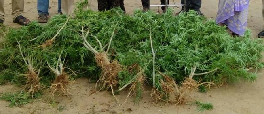 ಪ್ರಕರಣವೊಂದರಲ್ಲಿ ಪೊಲೀಸರು ವಶಪಡಿಸಿಕೊಂಡಿದ್ದ ಗಾಂಜಾ ಗಿಡಗಳು (ಸಂಗ್ರಹ ಚಿತ್ರ)