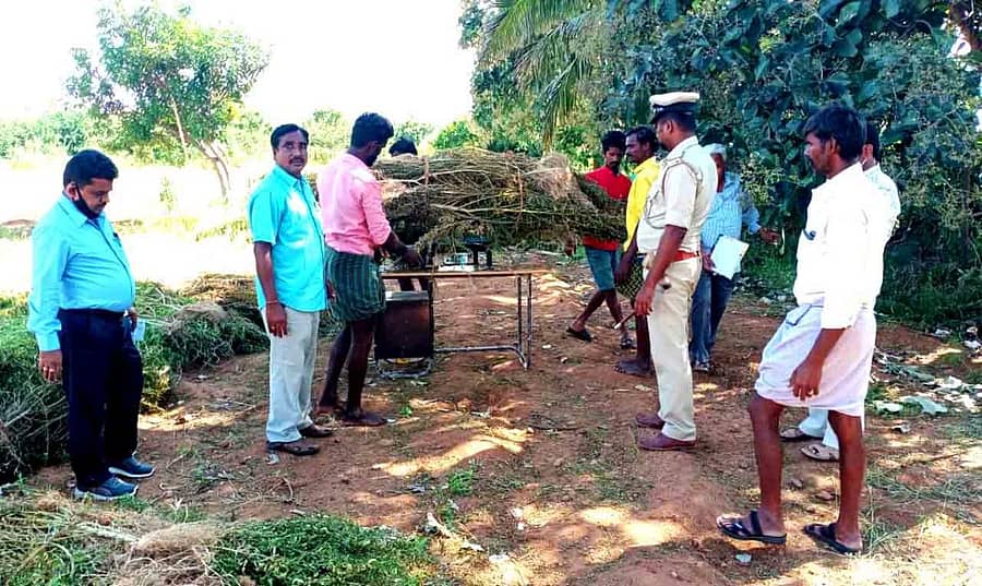 ಮೊಳಕಾಲ್ಮುರು ತಾಲ್ಲೂಕಿನ ವಡೇರಹಳ್ಳಿಯಲ್ಲಿ ವಶಕ್ಕೆ ಪಡೆದಿರುವ ಗಾಂಜಾವನ್ನು ಕಟಾವು ಮಾಡಿ ತೂಕ ಮಾಡಲಾಯಿತು.