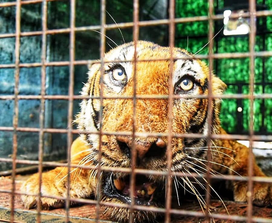 ಸರಗೂರು ತಾಲ್ಲೂಕಿನ ದೇವಲಾಪುರದಲ್ಲಿ ಮಂಗಳವಾರ ಸೆರೆಹಿಡಿಯಲಾದ ಹುಲಿ