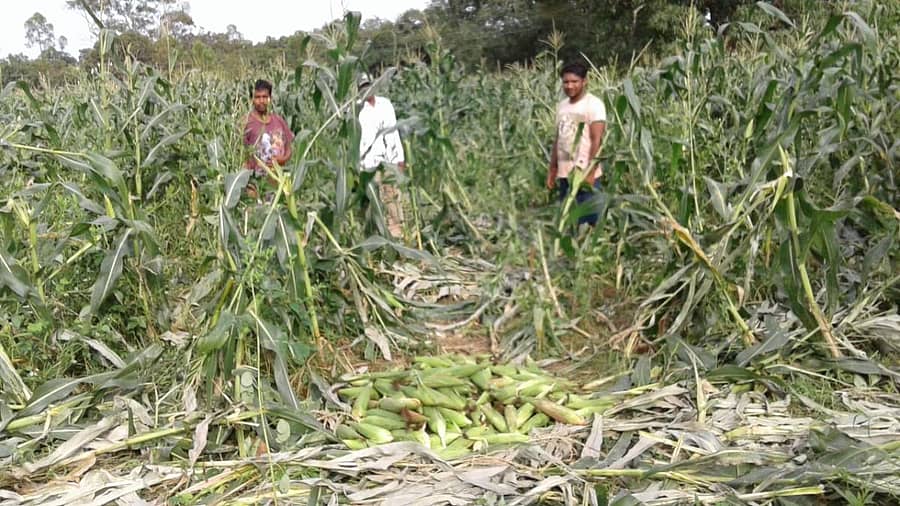 ಮುಂಡಗೋಡ ತಾಲ್ಲೂಕಿನ ಕಾತೂರ ಅರಣ್ಯ ವ್ಯಾಪ್ತಿಯ ಮೆಕ್ಕೆಜೋಳ ಹೊಲದಲ್ಲಿ ಕಾಡಾನೆಗಳು ಸಂಚರಿಸಿ ಬೆಳೆ ಹಾನಿ ಮಾಡಿರುವುದು