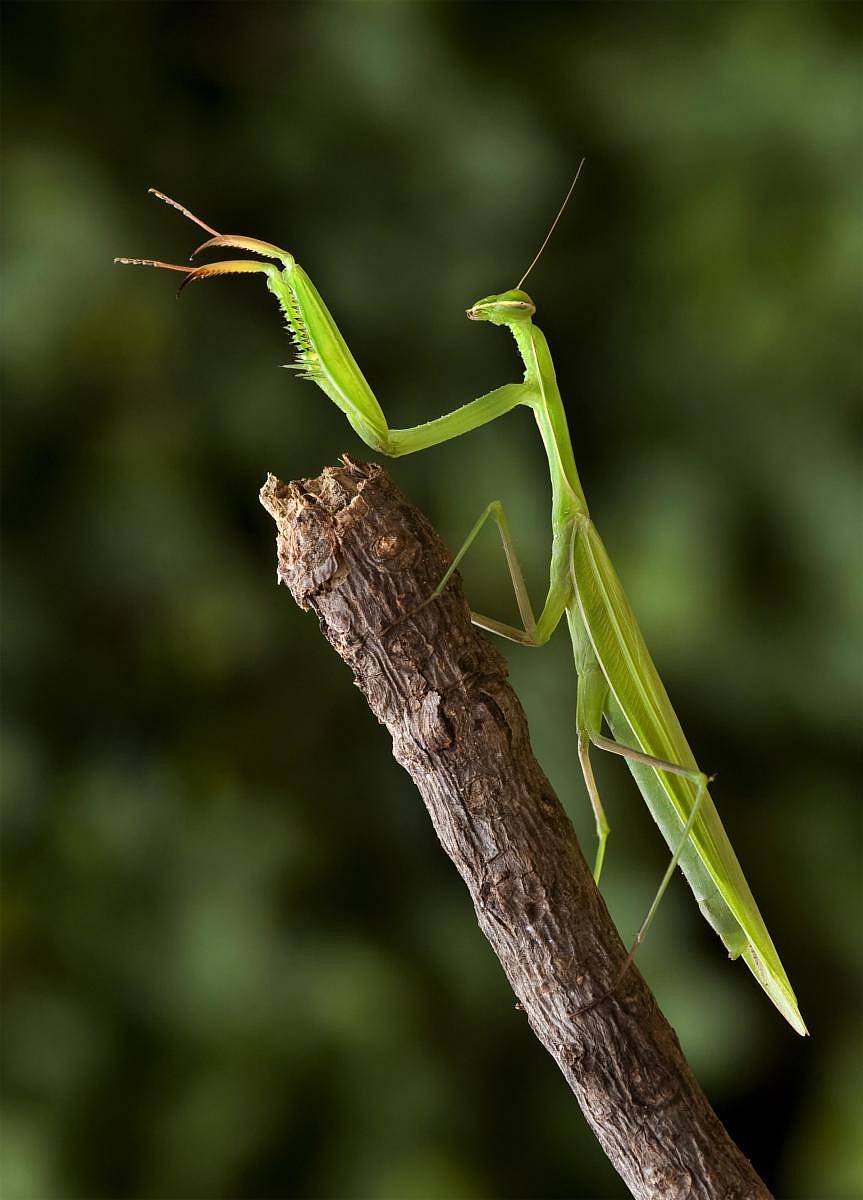 ಒಂಟೆಹುಳು ಚಿತ್ರ: ಡಿ.ಜಿ. ಮಲ್ಲಿಕಾರ್ಜುನ