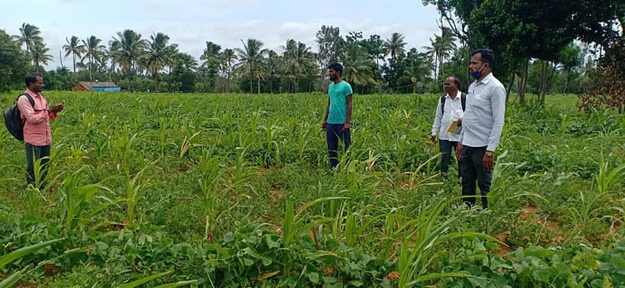 ಮುಳಬಾಗಿಲು ತಾಲ್ಲೂಕು ತಾಯಲೂರು ಪುಲಿಪಾಪೇನಹಳ್ಳಿ ಗ್ರಾಮವೊಂದರಲ್ಲಿ ಬೆಳೆ ಸಮೀಕ್ಷೆ ಮಾಡುವ ವೇಳೆ ರೈತರು, ಗ್ರಾಮ ಪ್ರತಿನಿಧಿಗಳು, ಕಂದಾಯ ಇಲಾಖೆ ಸಿಬ್ಬಂದಿ ಹಾಜರಿದ್ದರು