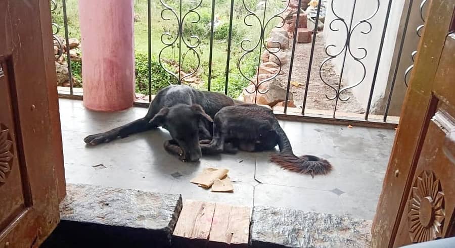 ಮೂಡಲಗಿ ತಾಲ್ಲೂಕಿನ ಅವರಾದಿಯಲ್ಲಿ ತನ್ನ ಯಜಮಾನನ ನಿಧನದಿಂದ ದುಃಖಿತವಾಗಿರುವ ಶ್ವಾನ