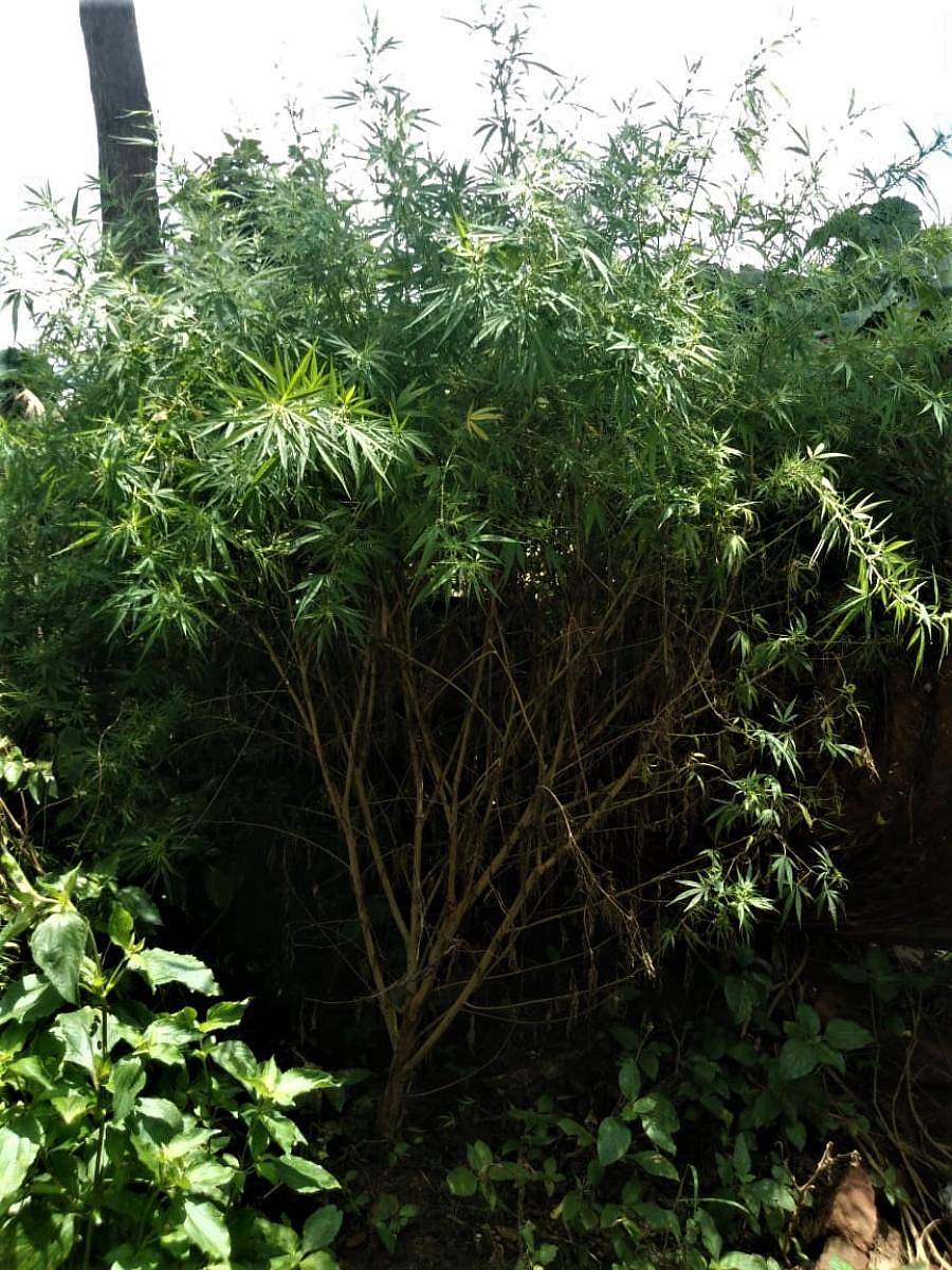 ಬೆಟ್ಟೆಗೌಡನದೊಡ್ಡಿ ಗ್ರಾಮದಲ್ಲಿ ಗಾಂಜಾ ಗಿಡಗಳನ್ನು ಪೊಲೀಸರು ವಶಪಡಿಸಿಕೊಂಡರು