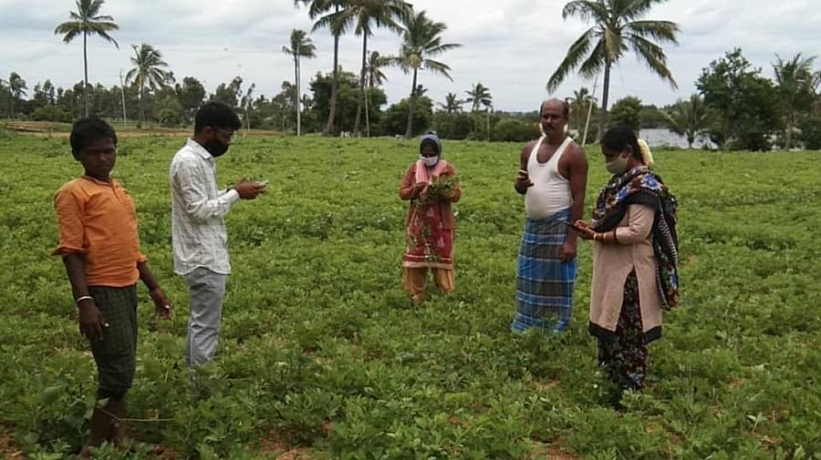 ಕೋಲಾರ ತಾಲ್ಲೂಕಿನ ಗ್ರಾಮವೊಂದರ ಜಮೀನಿನಲ್ಲಿ ರೈತರು ಬೆಳೆ ಸಮೀಕ್ಷೆ ಕಾರ್ಯದಲ್ಲಿ ನಿರತರಾಗಿರುವುದು.