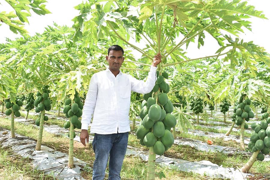 ಪಪ್ಪಾಯ ಫಸಲಿನೊಂದಿಗೆ ತೇಜುನಾಯಕ