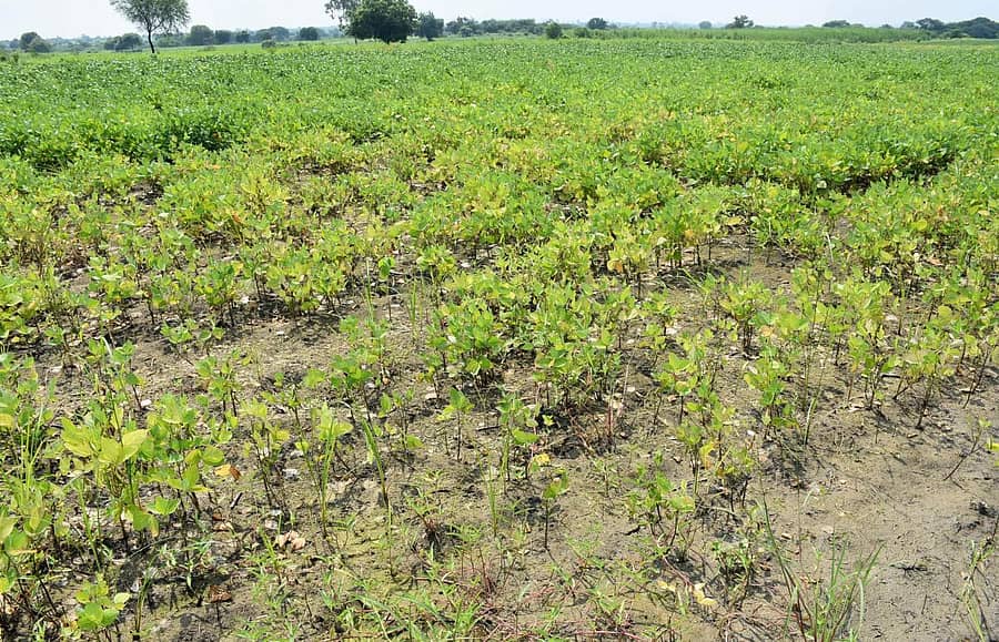 ಔರಾದ್ ತಾಲ್ಲೂಕಿನ ಕೌಠಾ(ಬಿ) ಗ್ರಾಮದ ವ್ಯಾಪ್ತಿಯ ಹೊಲದಲ್ಲಿ ಮಳೆಯಿಂದ ಸೋಯಾ ಬೆಳೆ ಹಾಳಾಗಿರುವುದು