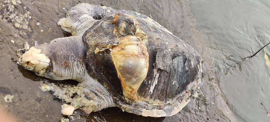 ಕಾರವಾರದ ಕೋಡಿಬಾಗ ಸೇತುವೆಯ ಬಳಿ ಭಾನುವಾರ ಪತ್ತೆಯಾದ ಕಡಲಾಮೆಯ ಕಳೇಬರ