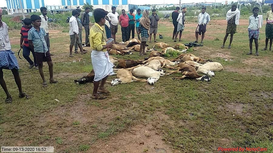 ವಸಂತನರಸಾಪುರ ಕೈಗಾರಿಕಾ ಪ್ರದೇಶದಲ್ಲಿ ವಿಷಪೂರಿತ ನೀರು ಕುಡಿದು ಮೃತಪಟ್ಟಿರುವ ಕುರಿಗಳು