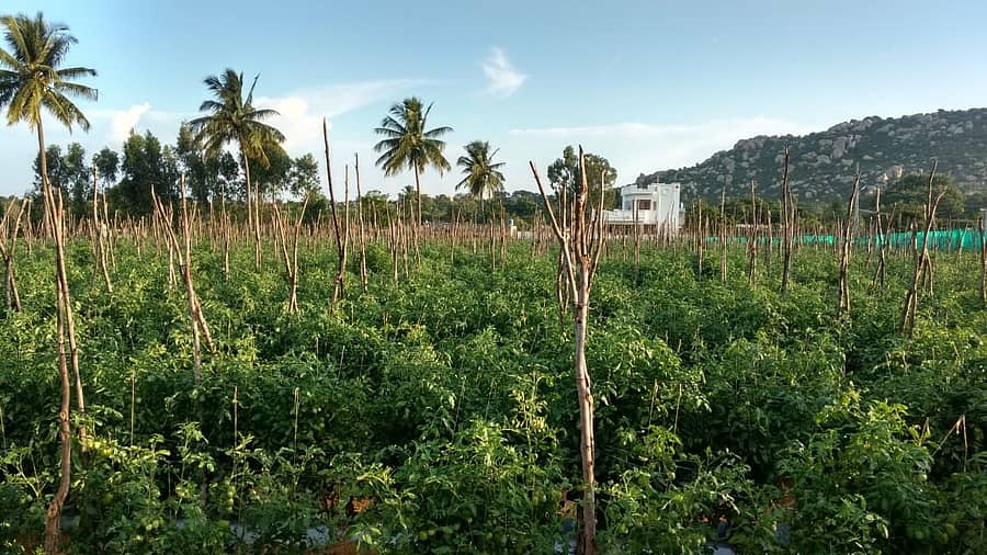 ಕೃಷಿ ಭೂಮಿ (ಪ್ರಾತಿನಿಧಿಕ ಚಿತ್ರ)