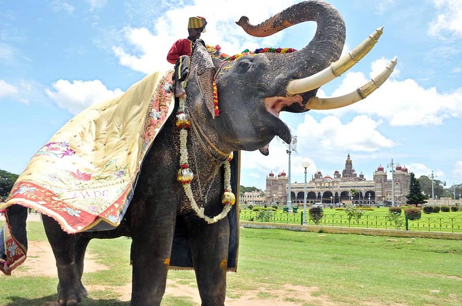 <div class="paragraphs"><p>ಮೈಸೂರು ಮುಂಭಾಗ ಅರ್ಜುನ (ಸಂಗ್ರಹ ಚಿತ್ರ)</p></div>