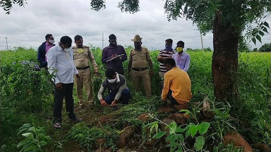 ಚಿಂಚೋಳಿ ತಾಲ್ಲೂಕು ಸಜ್ಜನಕೊಳ್ಳದ ತಾಂಡಾದಲ್ಲಿ ದಾಳಿ ನಡೆಸಿದ ಚಿಂಚೋಳಿ ಪೊಲೀಸರು ತೊಗರಿ ಹೊಲದಲ್ಲಿ ಎರಡು ಕಡೆಗಳಲ್ಲಿ ಬೆಳೆದ 2.23 ಕ್ವಿಂಟಲ್ ಗಾಂಜಾ ಭಾನುವಾರ ಜಪ್ತಿ ಮಾಡಿದ್ದಾರೆ