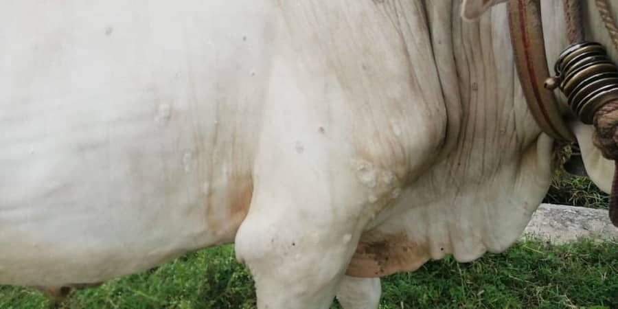 ರಾಯಚೂರಿನ ಕಡಗಂದೊಡ್ಡಿ ಗ್ರಾಮದ ರೈತರೊಬ್ಬರ ಎತ್ತಿನ ಮೈತುಂಬ ದದ್ದುಗಳು