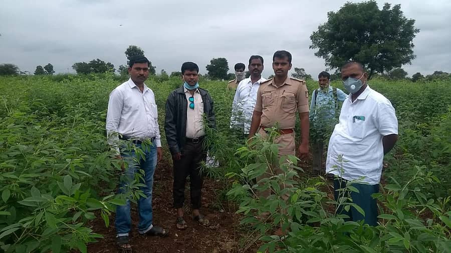 ಚಿಂಚೋಳಿ ತಾಲ್ಲೂಕು ಸಂಗಾಪುರದಲ್ಲಿ ಅಕ್ರಮವಾಗಿ ತೊಗರಿ ಹೊಲದಲ್ಲಿ ಗಾಂಜಾ ಬೆಳೆದಿರುವುದು ಸೋಮವಾರ ಪತ್ತೆ ಹಚ್ಚಿದ ಕುಂಚಾವರಂ ಪೊಲೀಸರು