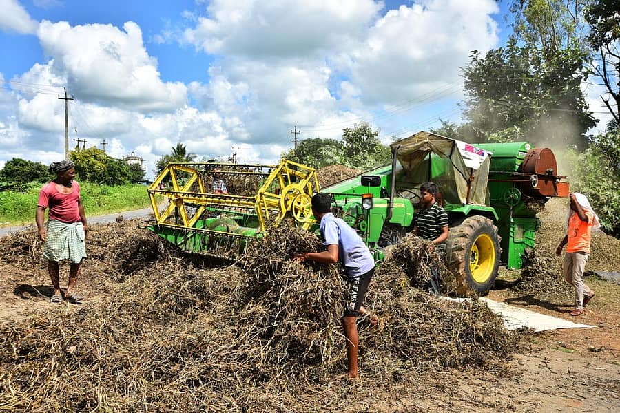 ರೈತರು ತಮ್ಮ ಉದ್ದಿನ ಬೆಳೆಯನ್ನು ಒಕ್ಕಲು ಮಾಡುತ್ತಿರುವುದು.