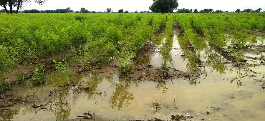 ವಾಡಿಯ ಹೊಲವೊಂದರಲ್ಲಿ ತೊಗರಿ ಬೆಳೆಯ ಮಧ್ಯೆ ನೀರು ನಿಂತಿರುವುದು