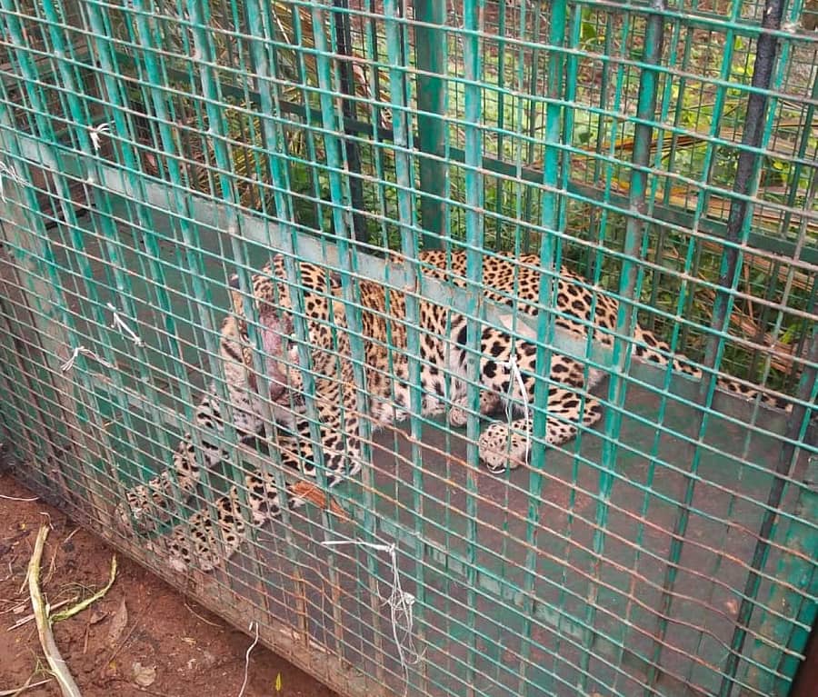 ಸೆರೆಯಾದ ಚಿರತೆ