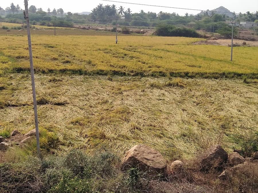 ಗಂಗಾವತಿಯಲ್ಲಿ ಭತ್ತದ ಬೆಳೆಹಾನಿ (ಸಂಗ್ರಹ ಚಿತ್ರ)