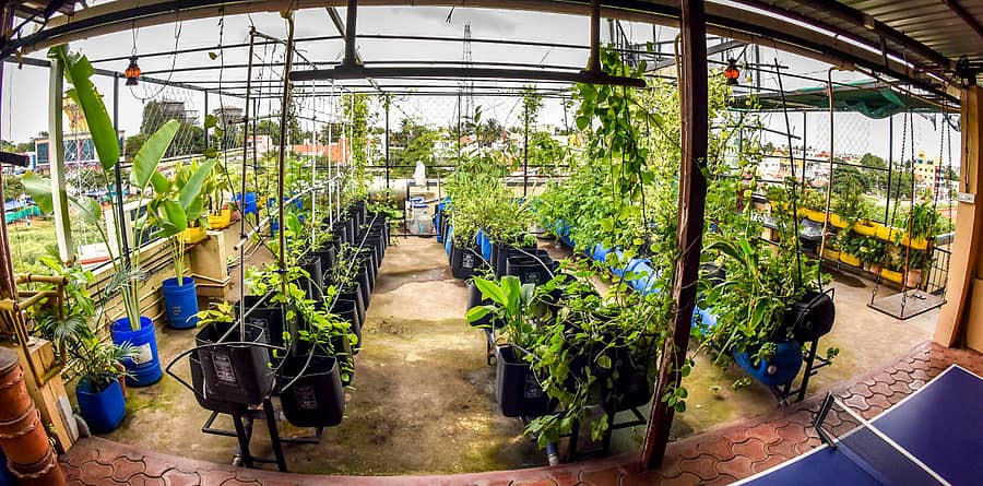 ತಾರಿಸಿ ಮೇಲೆ ಬೆಳೆದ ಬೆಳೆ