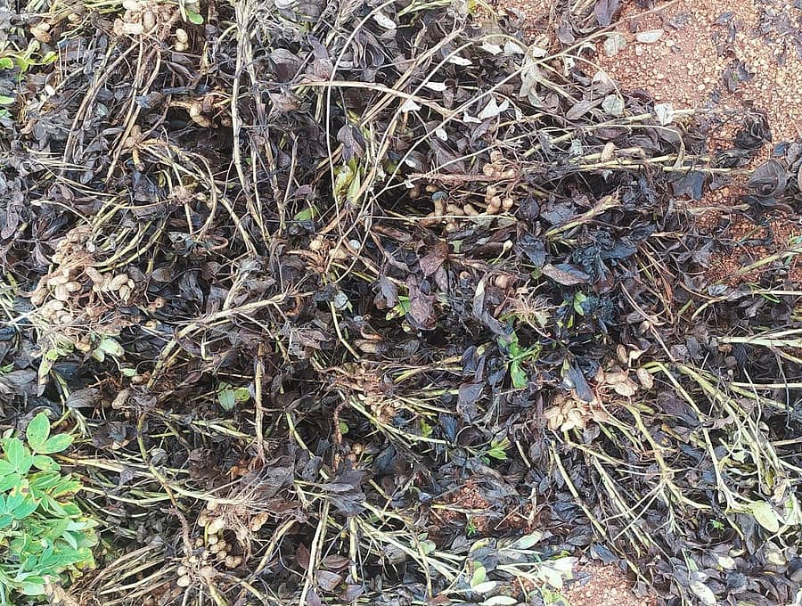 ವೈ.ಎನ್.ಹೊಸಕೋಟೆ ಗ್ರಾಮದ ಹೊಲಗಳಲ್ಲಿ ಕಟಾವು ಆದ ಶೇಂಗಾ ಕೊಳೆಯುತ್ತಿದೆ