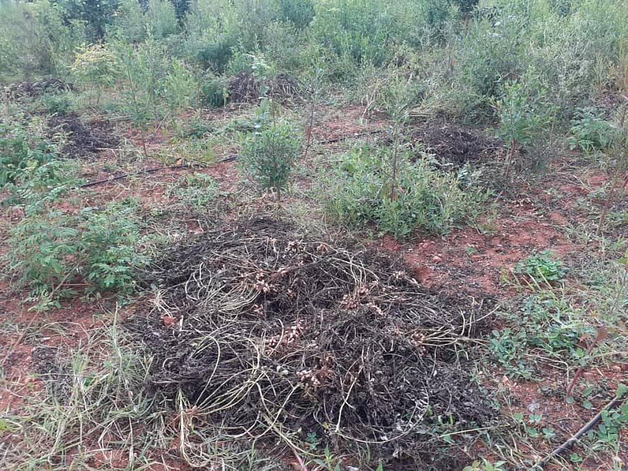 ಪಾವಗಡ ತಾಲ್ಲೂಕು ನಾಗಲಮಡಿಕೆ ಹೋಬಳಿ ಗ್ಯಾದಿಗುಂಟೆಯಲ್ಲಿ ಕಟಾವು ಮಾಡಿರುವ ಶೇಂಗಾ ಮಳೆಯಿಂದ ಕೊಳೆತಿರುವುದು.