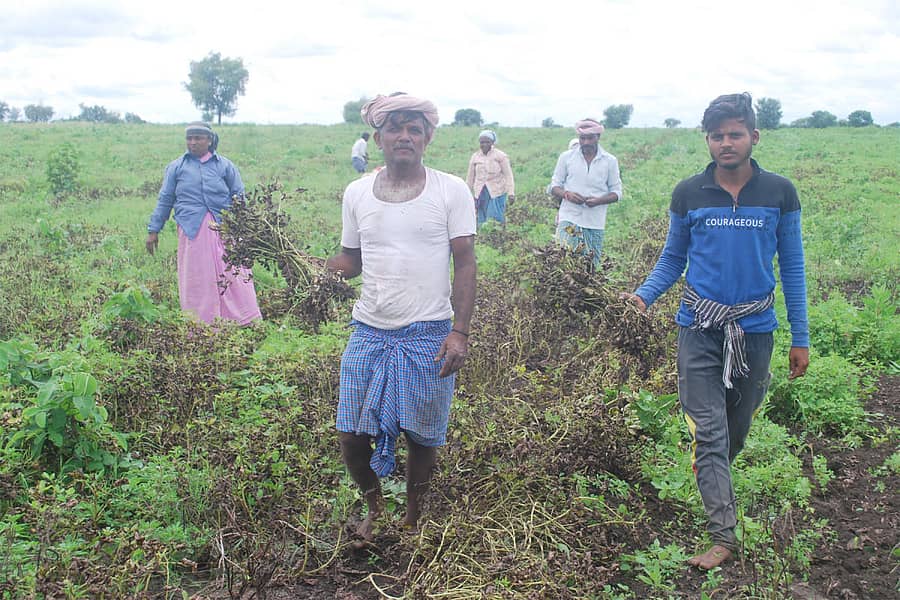 ಮಂಗಳವಾರ ಮಳೆ ಬಿಡುವು ನೀಡಿದ್ದರಿಂದ ಕಂಠಿಶೇಂಗಾ ಕೀಳಿಸುತ್ತಿರುವ ರೈತರು