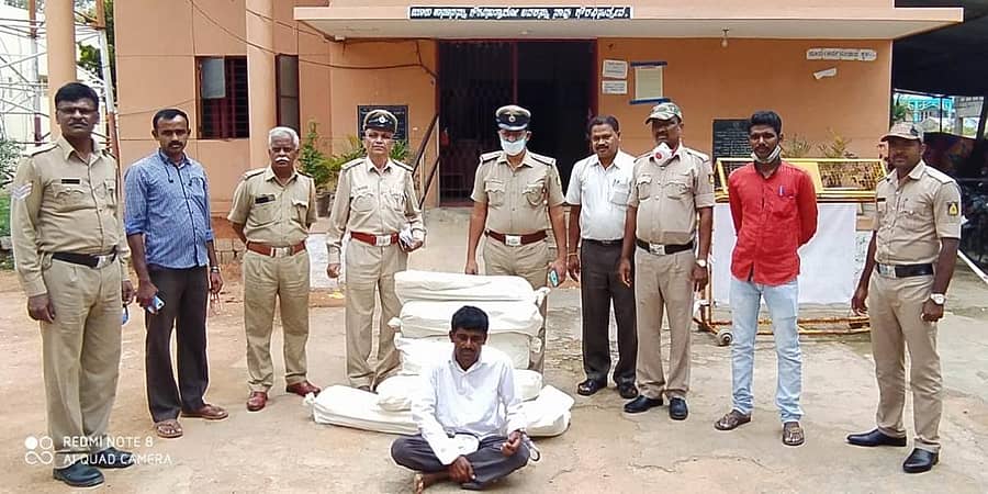 ಕೆ.ಆರ್.ಪೇಟೆ ಗ್ರಾಮಾಂತರ ಪೊಲೀಸರು ಬಂಧಿಸಿರುವ ಆರೋಪಿಯೊಂದಿಗೆ ಗಾಂಜಾ ಗಿಡ 