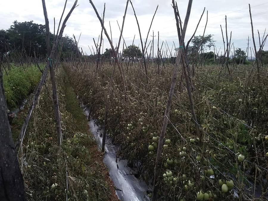 ಬಂಗಾರಪೇಟೆ ತಾಲ್ಲೂಕಿನ ಯಳೇಸಂದ್ರ ಗ್ರಾಮದ ಅರ್ಜುನಪ್ಪ ಎಂಬುವರ ಟೊಮೆಟೊ ತೋಟಕ್ಕೆ ಕಳೆನಾಶಕ ಸಿಂಪಡಿಸಿರುವುದು