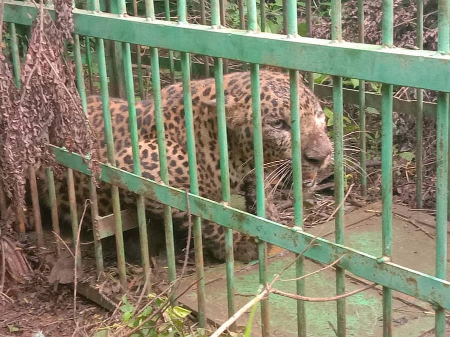 ಪಂಜರದಲ್ಲಿ ಬಂಧಿಯಾದ ಚಿರತೆ...