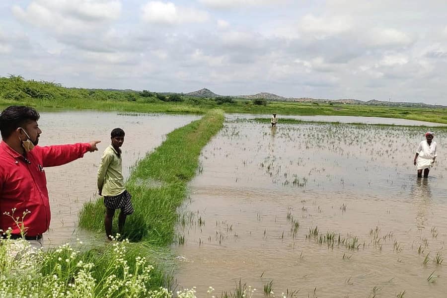ಕಕ್ಕೇರಾ ವಲಯದಲ್ಲಿ ಭಾರಿ ಮಳೆ ಸುರಿದ ಪರಿಣಾಮ ಜಮೀನುಗಳಲ್ಲಿನ ಬೆಳೆಗಳು ಜಲಾವೃತಗೊಂಡಿವೆ