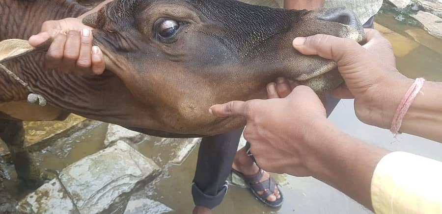 ಶಹಾಬಾದ್‌ ತಾಲ್ಲೂಕಿನ ಮಾಲಗತ್ತಿ  ಗ್ರಾಮದ ಜಾನುವಾರುಗಳಲ್ಲಿ ದೇಹದ ಮೇಲೆ ಕಂಡುಬರುತ್ತಿರುವ ವಿಚಿತ್ರ ರೀತಿಯ ಗುಳ್ಳೆಗಳ ರೋಗ.