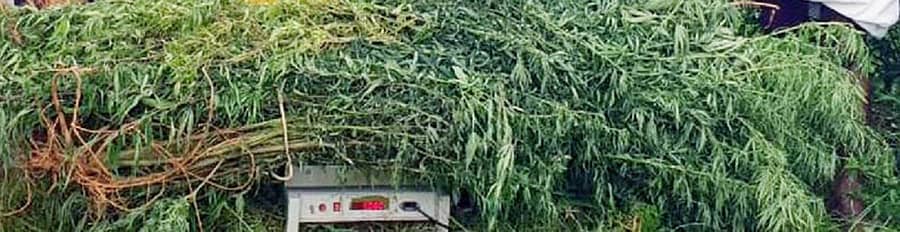 ಗಾಂಜಾ ಸೊಪ್ಪು