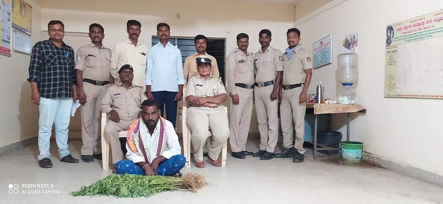 ಶಕ್ತಿನಗರ ಬಳಿಯ ಡಿ.ರಾಂಪುರ ಸೀಮಾಂತರದ ಜಮೀನೊಂದರಲ್ಲಿ ಅಕ್ರಮವಾಗಿ ಗಾಂಜಾ ಬೆಳೆದಿದ್ದ ಆರೋಪಿಯನ್ನು ಯಾಪಲದಿನ್ನಿ ಪೊಲೀಸರು ಬಂಧಿಸಿದ್ದಾರೆ
